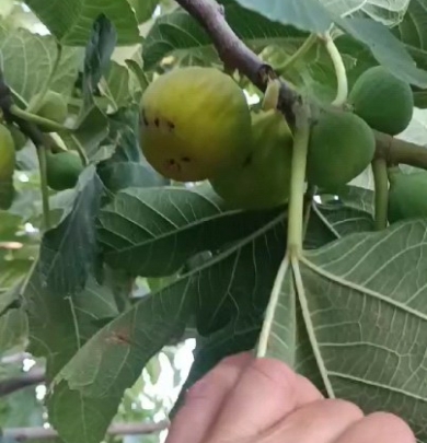 sirincik düzce köyü incir zamanı